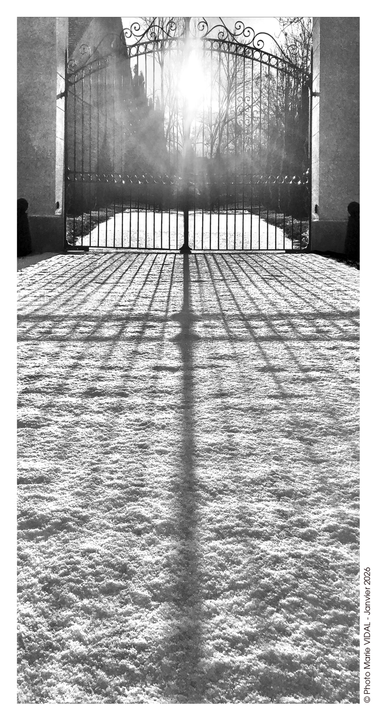 Marie Vidal - auteure photographe artiste - Greeting Card